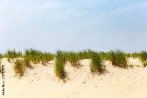 Grass mats on a sand dune in Belgium