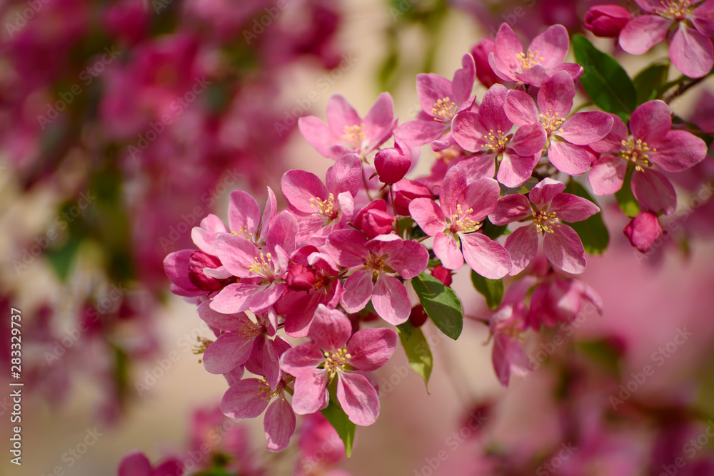 Red apple blossoms Red apple blossoms