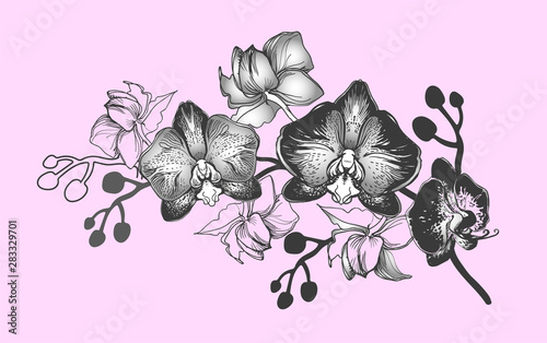 Botanical Floral card with hand drawn branch of flowers Orchids, Phalaenopsis. Perfect for floristic design and printing, greeting cards, posters, banners, textile, wedding invitation.