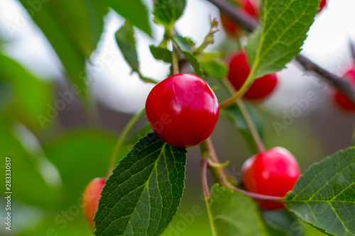 red Cherry on a tree