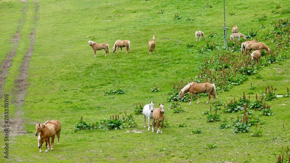 Halflinger Pferde in Südtirol, in den Bergen