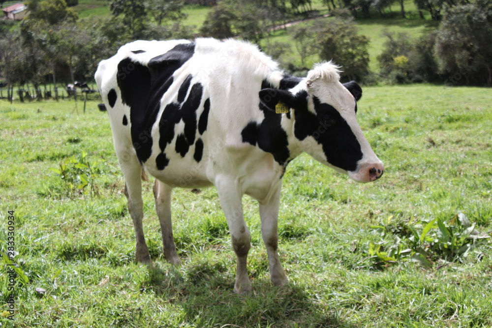 vaca pastando en cundinamarca