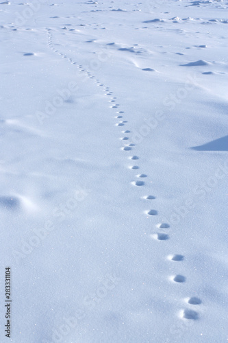 animal foot prints in the snow