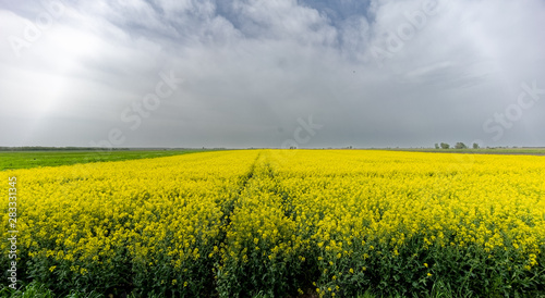 Fototapeta Naklejka Na Ścianę i Meble -  yellow field of rape