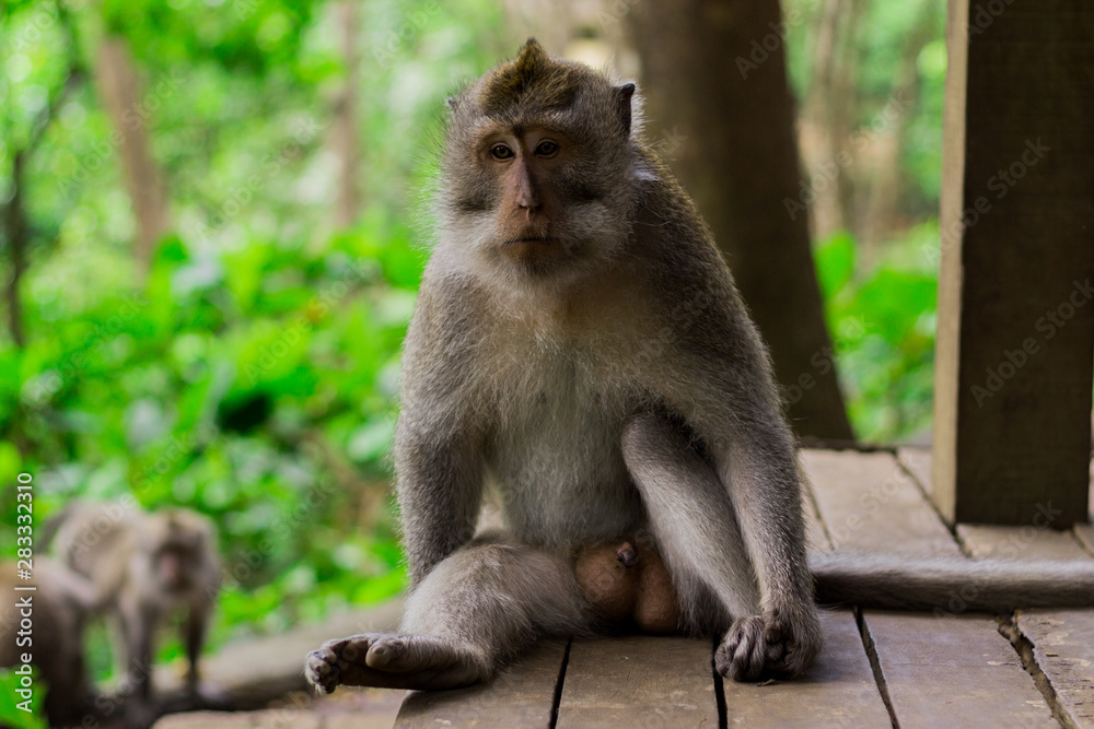 Gray monkey portrait looking at the camera sitting on wooden platform