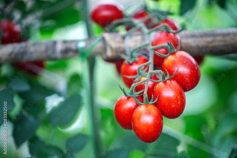 ripe red tomato in greenhouses farming