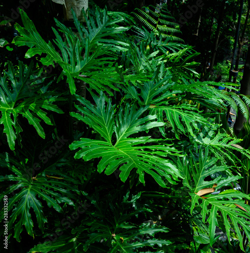 Monstera green leaf background  A Monstera deliciosa are tropical evergreen vine  Summer concept  design with copy space for text.