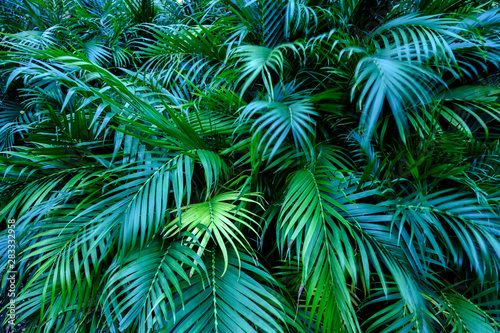 Fototapeta Naklejka Na Ścianę i Meble -  Tropical Palm leaves for background, Green leaves of tropical forest plant for nature pattern and background, Sweet Spring concept, design with copy space for text. soft focus.