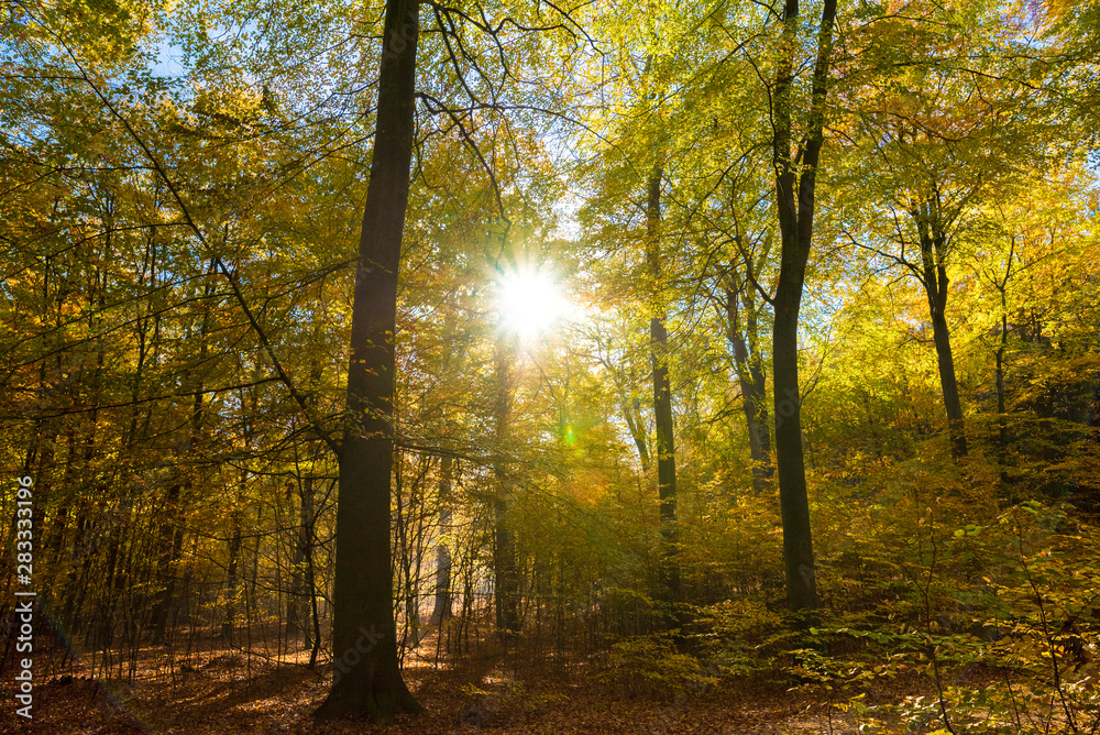 Obraz premium Herbstliche Baumkronen vor blauem Himmel