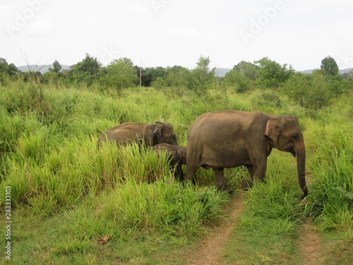 mother and baby elephants in sri lanka