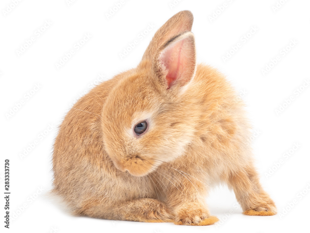 Orange-brown cute baby rabbit isolated on white background. Lovely young rabbit sitting and licking hair. Orange-brown cute baby rabbit isolated on white background. Lovely young rabbit sitting and licking hair.