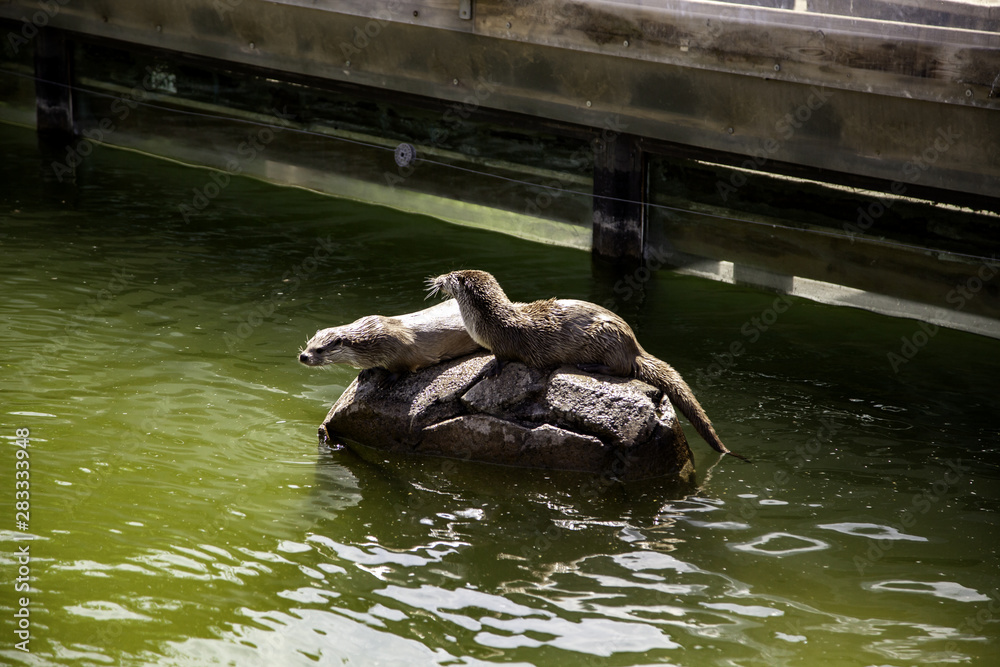 Fototapeta premium Otters in lake