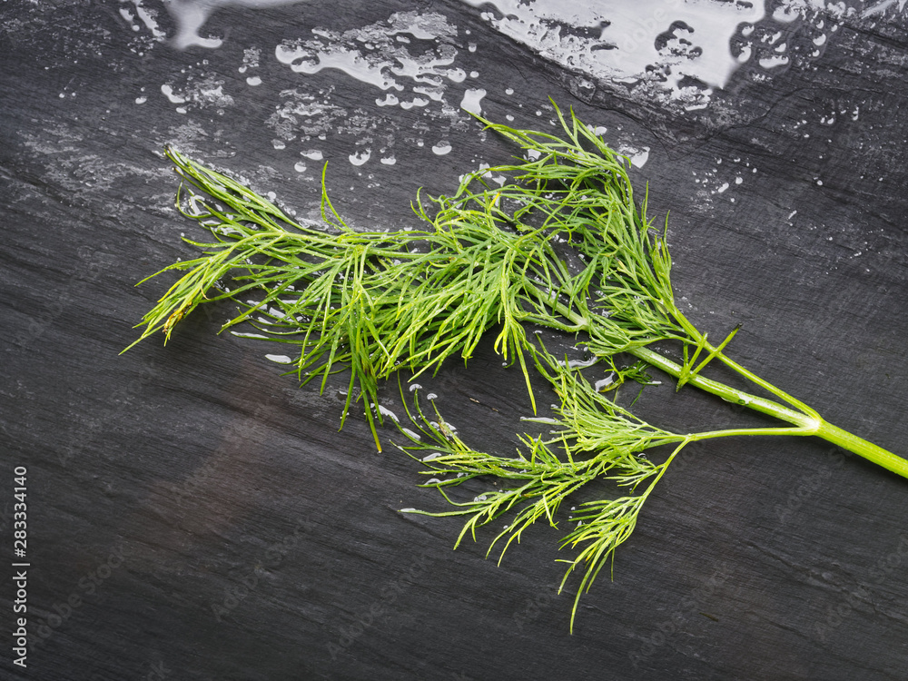 Wet fennel on a black background. Beautiful photo of seasoning. Ingredient for the salad. Wet fennel on a black background. Beautiful photo of seasoning. Ingredient for the salad.