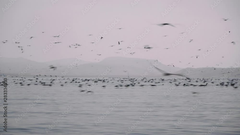 Large group of gulls and other birds flying and diving into the sea in Peru, Paracas. Harbor with fishing wildlife wide shot Large group of gulls and other birds flying and diving into the sea in Peru, Paracas. Harbor with fishing wildlife wide shot