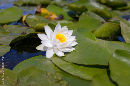 Beautiful white blossom water lilies around green leaves