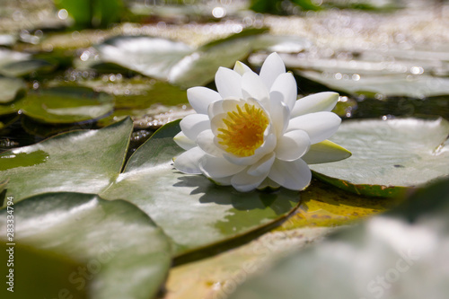 Beautiful white blossom water lilies around green leaves