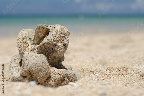 sea shell on the beach