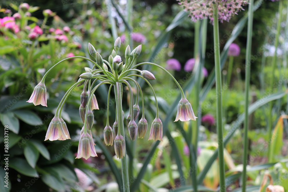 Allium bulgaricum.Also known as Nectaroscordum siculum var. bulgaricum