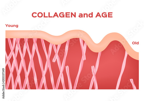 collagen in younger skin and aging graphic vector / age