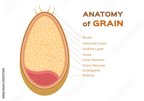 grain anatomy / wheat vector