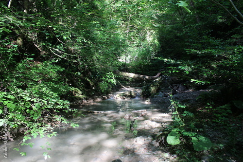 stream in the forest