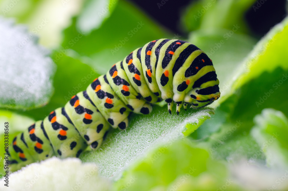 Caterpillar of the Machaon crawling on green leaves, close-up Caterpillar of the Machaon crawling on green leaves, close-up