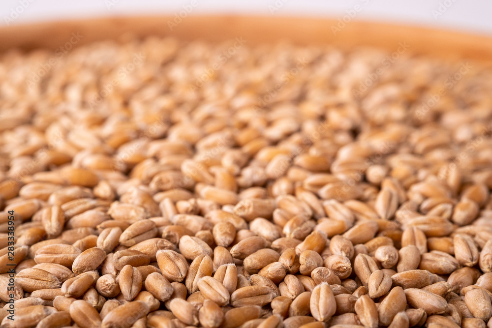Wheat seeds grains in wooden bowl macro close up, angle view, isolated on white background Wheat seeds grains in wooden bowl macro close up, angle view, isolated on white background