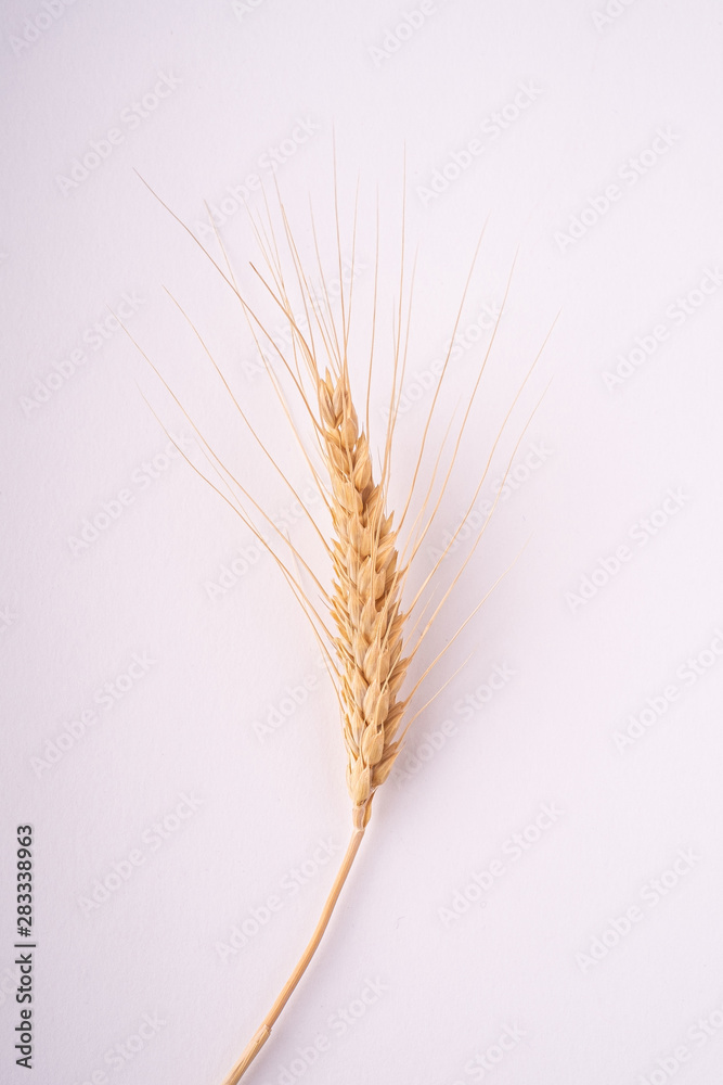 Single ear of wheat on white background isolated, top view, flat lay, macro