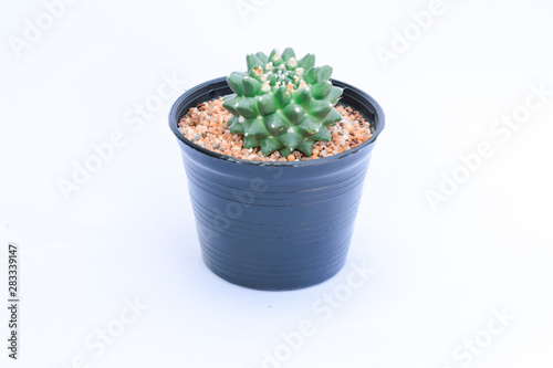 cactus in pot on white background