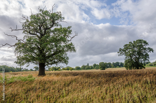 A couple of trees standing in a field of beans on a farm in the South Staffordshire countryside in The UK.