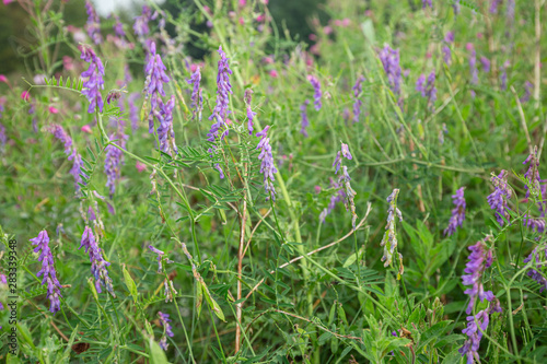Summer WIld Meadow Flowers