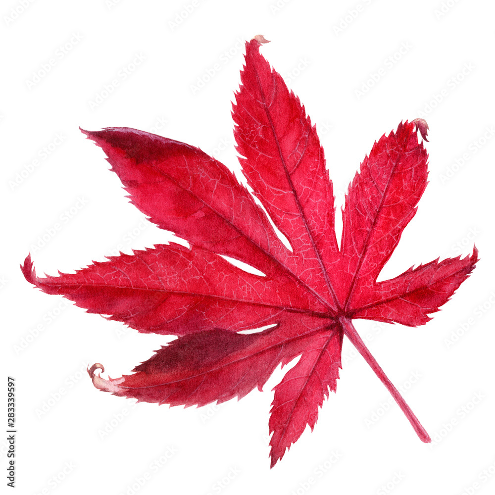 Autumn foliage watercolor isolated on white background Autumn foliage watercolor isolated on white background
