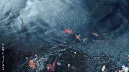 Leaves and water