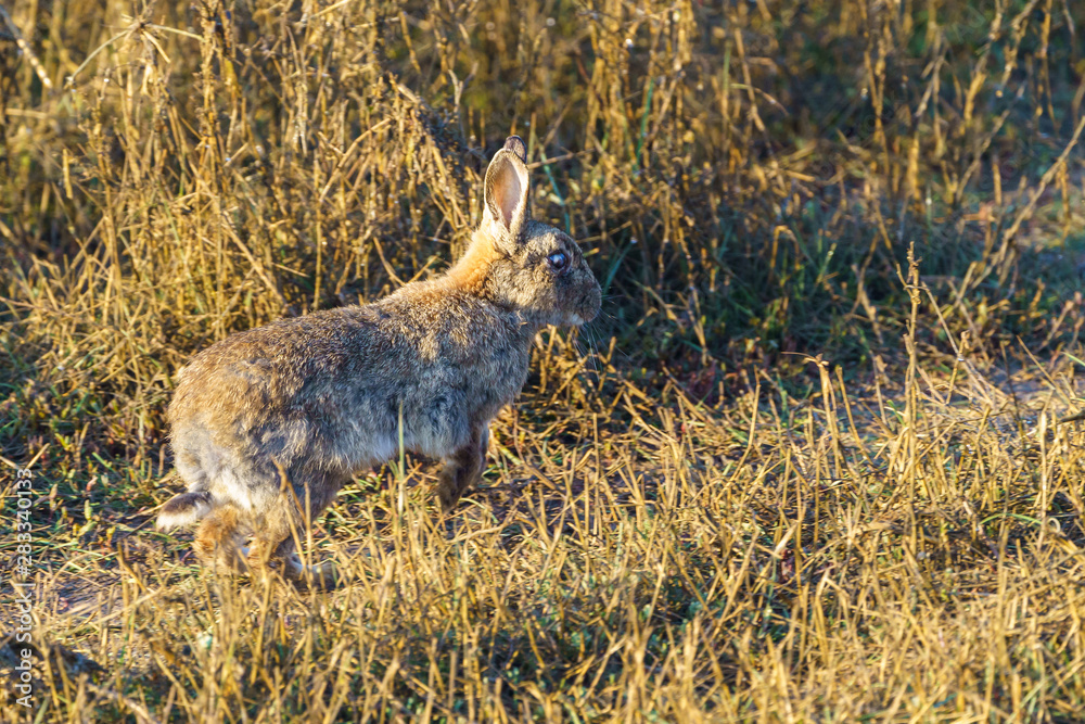 European Rabbit (Oryctolagus cuniculus) European Rabbit (Oryctolagus cuniculus)