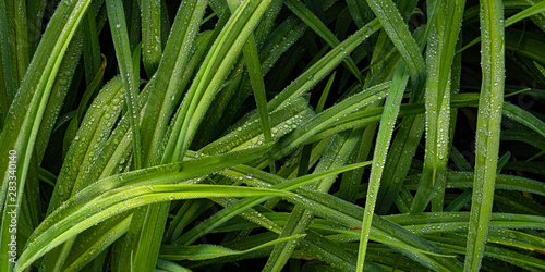 Green Garden Grasses
