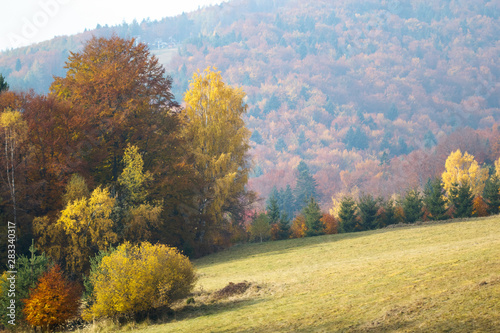 autumn landscape with road and trees