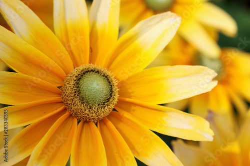 closeup of yellow flower