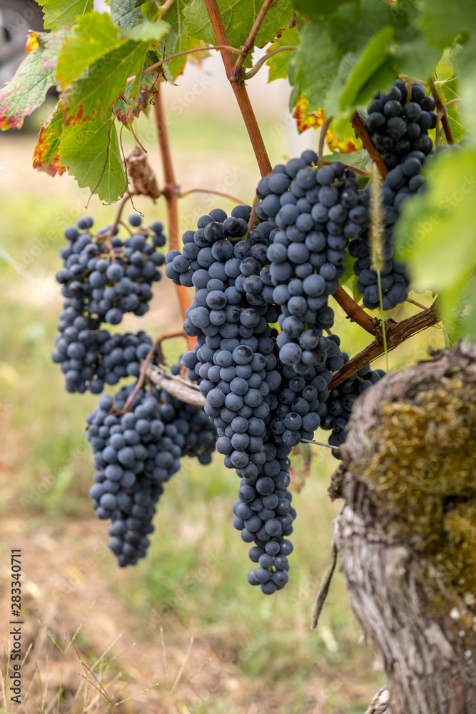 Close up of red merlot grapes in vineyard. St Emilion, Gironde, Aquitaine. France Close up of red merlot grapes in vineyard. St Emilion, Gironde, Aquitaine. France
