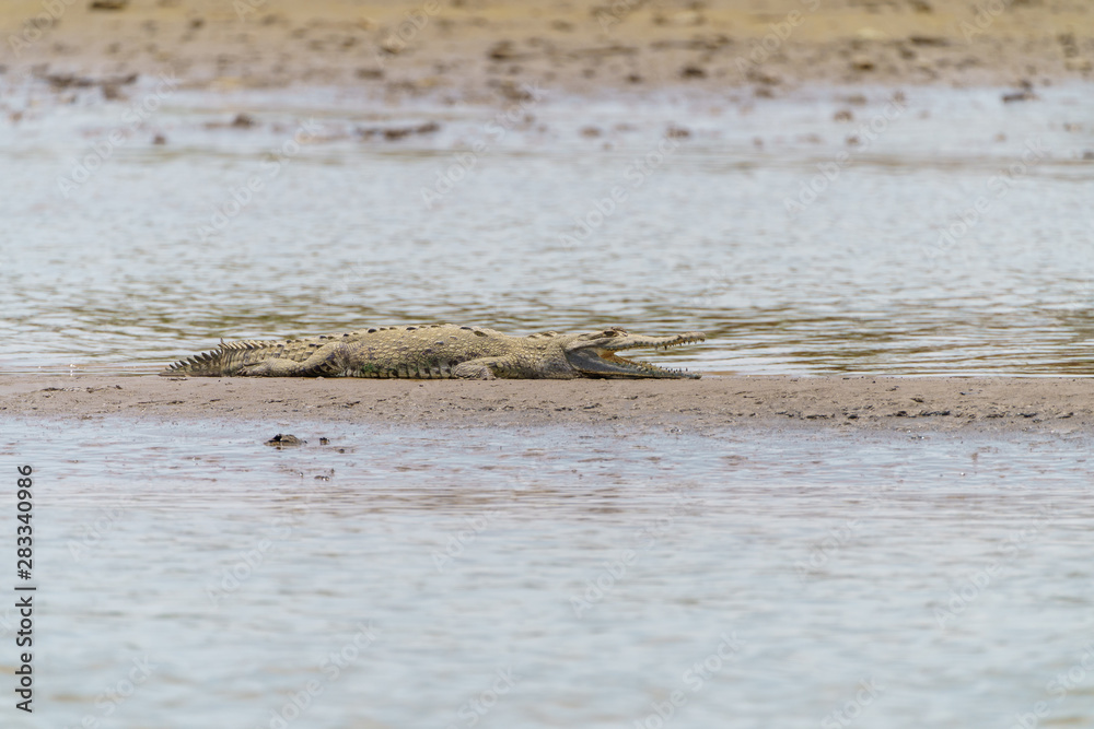 American Crocodile (Crocodylus acutus), taken in Costa Rica. American Crocodile (Crocodylus acutus), taken in Costa Rica.