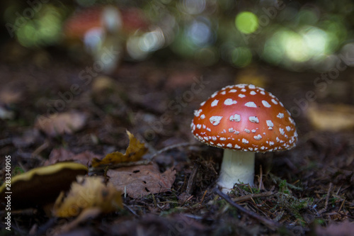 Toxic poisonous mushroom fly agaric in autumn grass