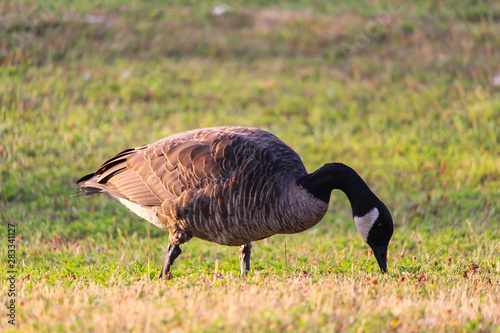 Canada goose eating at park, Angrignon, Montreal photo