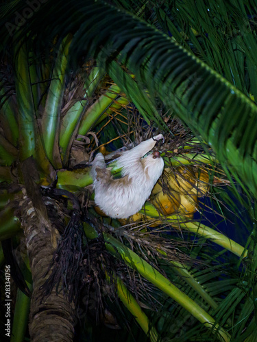 Two-Toed Sloths (Megalonychidae) at night in Costa Rica