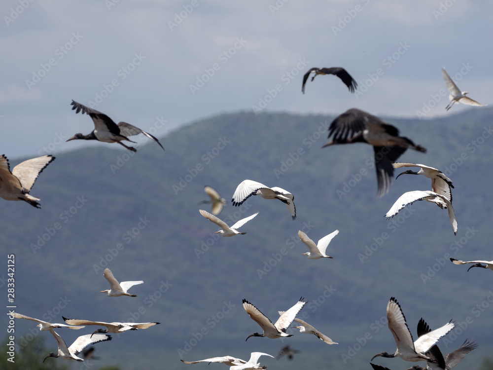 Flying flock of birds, Ethiopia