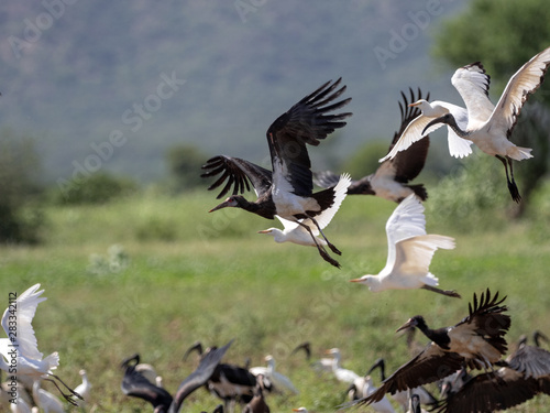 Flying flock of birds, Ethiopia © vladislav333222