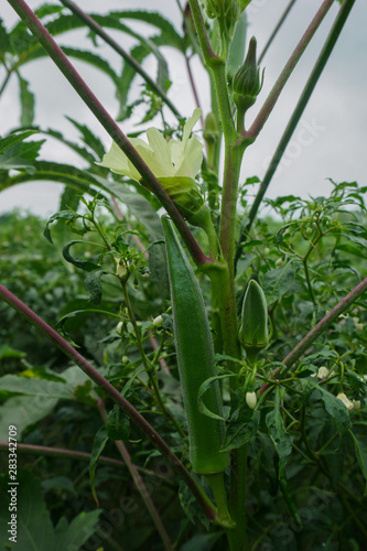 Big Size Lady Finger plant  Okra Abelmoschus esculentus  known in many English-speaking countries as ladies  fingers or ochro  is a flowering plant in the mallow family.