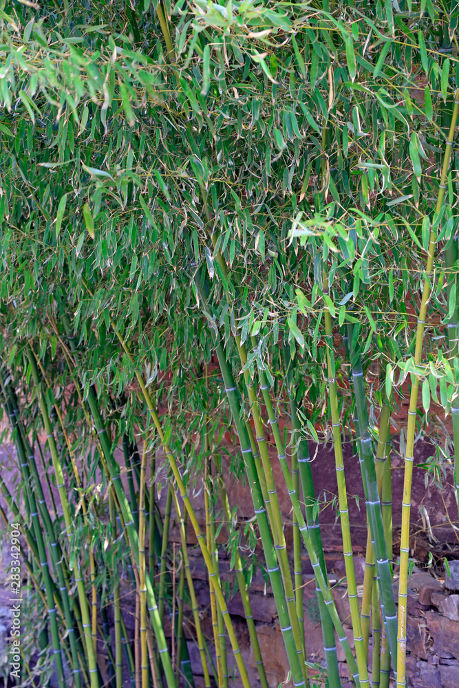 Obraz premium Bamboo in the garden