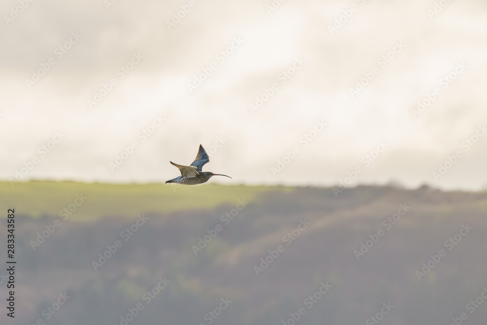Eurasian Curlew (Numenius arquata), taken in the UK Eurasian Curlew (Numenius arquata), taken in the UK