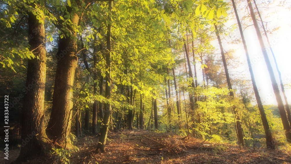 Obraz premium Herbststimmung im Wald