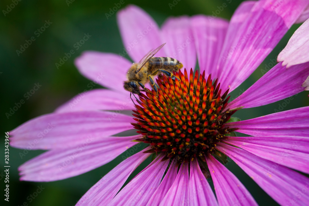 Macro photo of a bee on a purple coneflower, pollenizing plants. Macro photo of a bee on a purple coneflower, pollenizing plants.