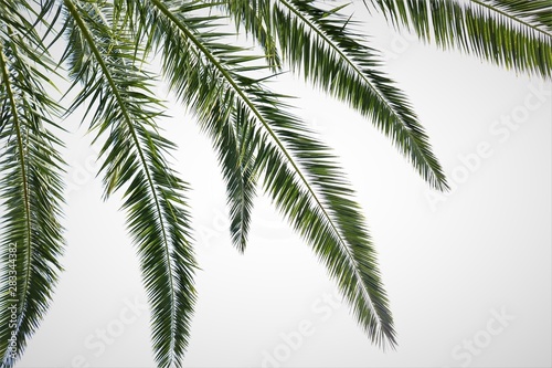 Palm Tree © Patrick